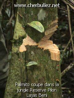 légende: Palmito coupe dans la jungle Reserve Pilon Lajas Beni
qualityCode=raw
sizeCode=half

Données de l'image originale:
Taille originale: 162689 bytes
Temps d'exposition: 1/50 s
Diaph: f/180/100
Heure de prise de vue: 2003:06:19 09:32:50
Flash: non
Focale: 292/10 mm
